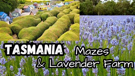 8 mazes & free lavender farm at Tasmazia and the Village of .